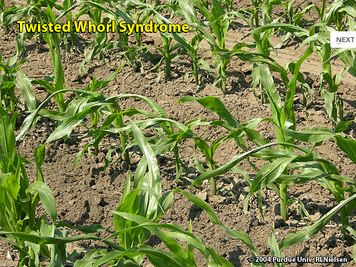 Twisted whorl syndrome in corn