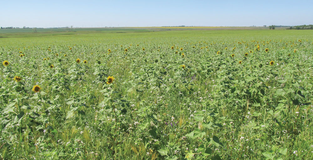 Anna-Woodley-Bacon-Heights-Farms---Cover-Crops.jpg