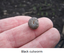 Black cutworm 