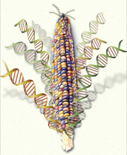 corn genome