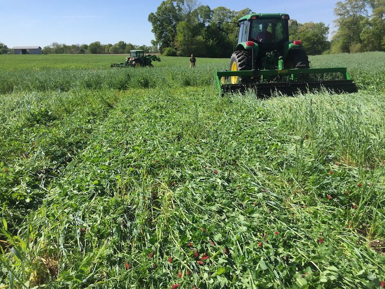 Cover crops University of Tennessee