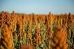 bioenergy sorghum