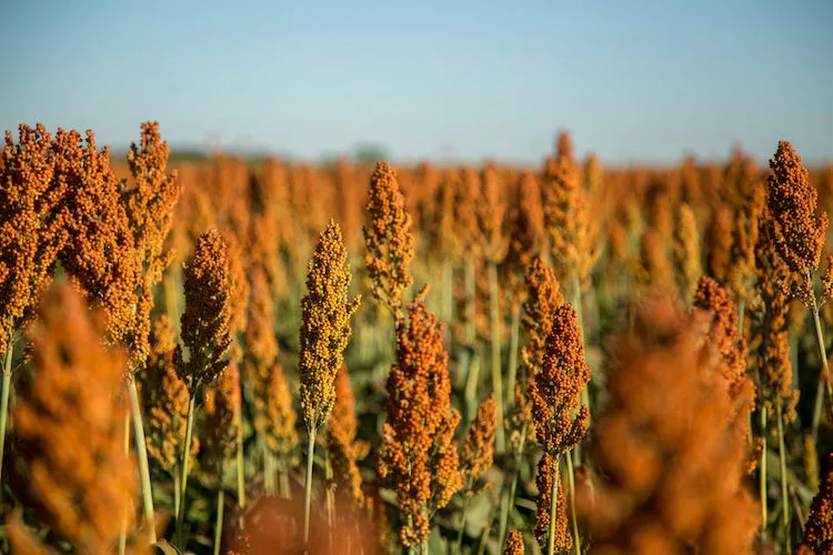 bioenergy sorghum
