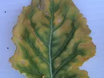 canola with magnesium deficiency