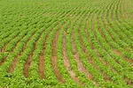 No-Till Soybeans K-State Weed Management Survey