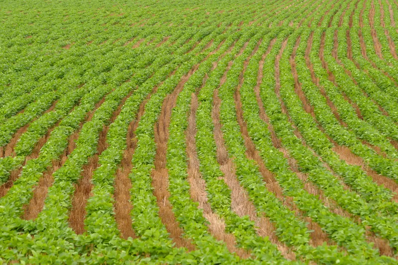 No-Till Soybeans K-State Weed Management Survey