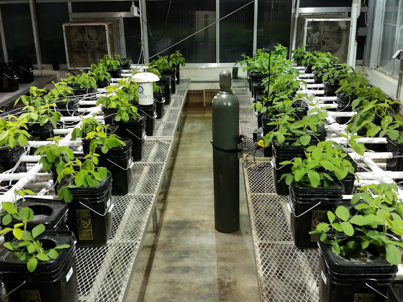 Greenhouse Study Confirms Flood-Tolerant Varieties of Soybeans
