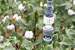 Texas A&M Cotton Irrigation AI Model