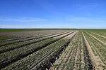 UC cover crop study