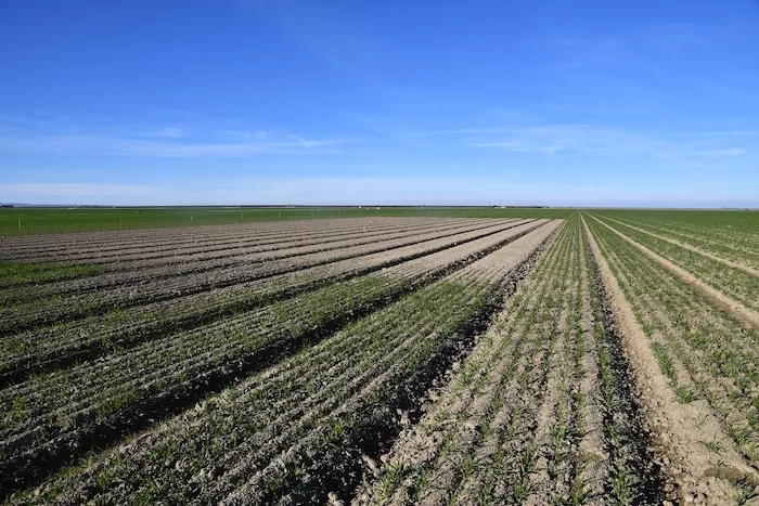 UC cover crop study