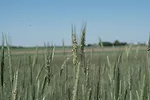 cereal rye anthesis