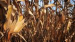 corn yield study NCSU