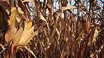 corn yield study NCSU
