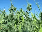 winter field pea