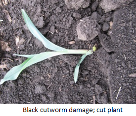black cutworm damage, cut plant