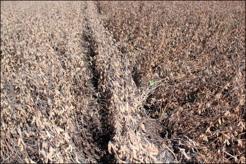 Early Planted Soybeans