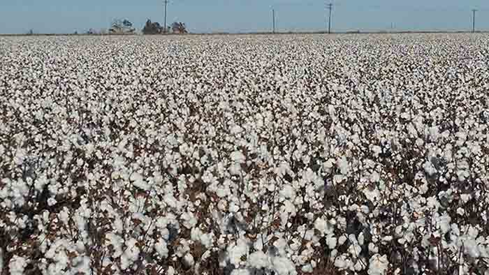 Cotton-ready-to-harvest.jpg