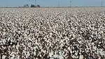 Cotton-ready-to-harvest.jpg