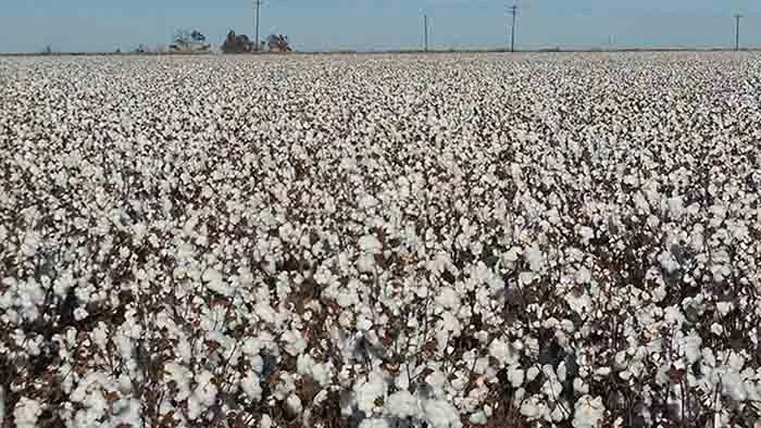 Cotton-ready-to-harvest.jpg