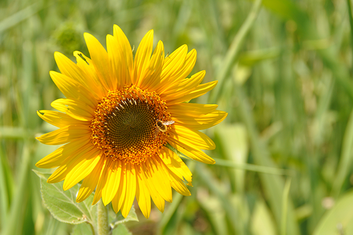 Sunflower-with-bee.jpg