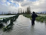Travis Forstbauer Flooded Cover Crop Field