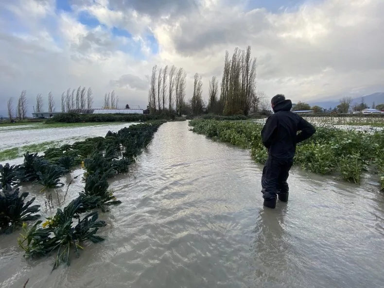 Travis Forstbauer Flooded Cover Crop Field