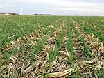 Cover Crops