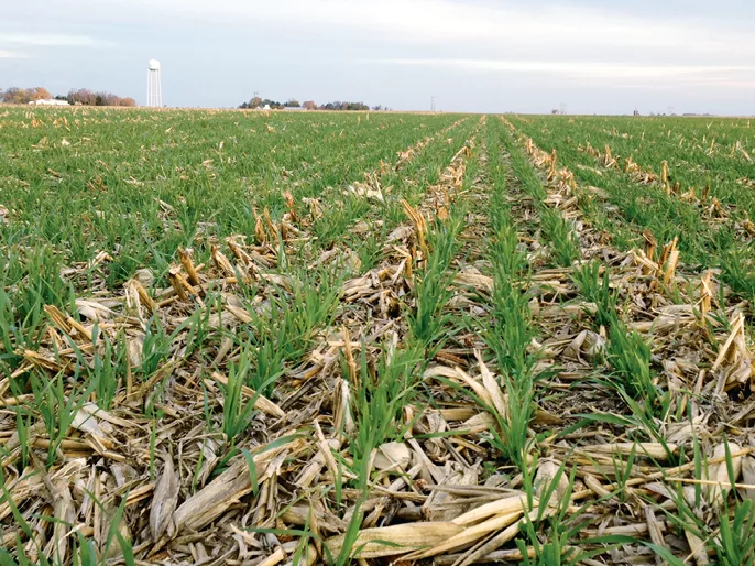 Cover Crops