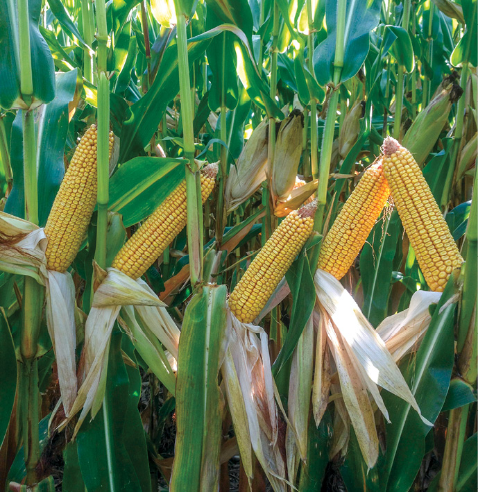 Continuous_Corn_Ears.jpg