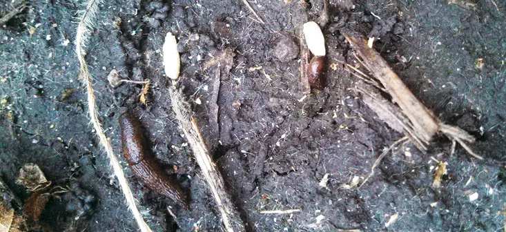 Slugs_and_Seed-2.jpg