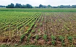 soybean_field.jpg