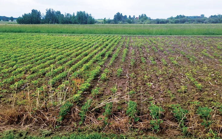 soybean_field.jpg