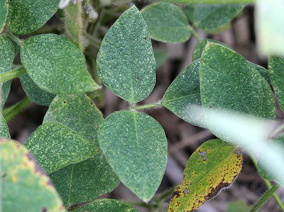 yellow soybeans spider mites