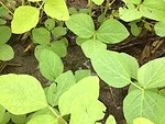 Yellow Soybeans_News_071515