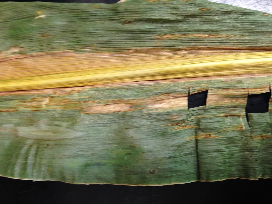 bacterial stripe