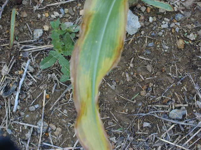 corn deficient in K