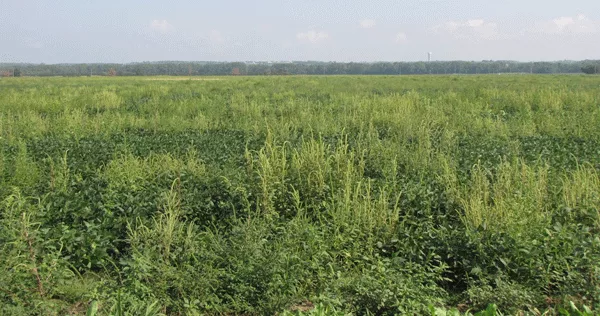 pigweed infestation