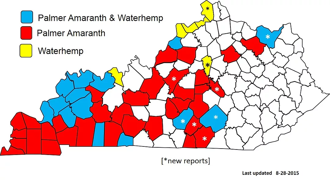 Kentucky pigweed