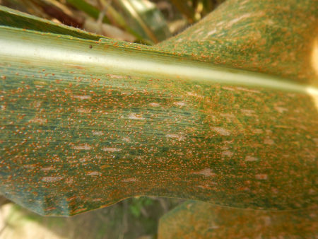 southern rust