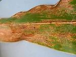 tar spot