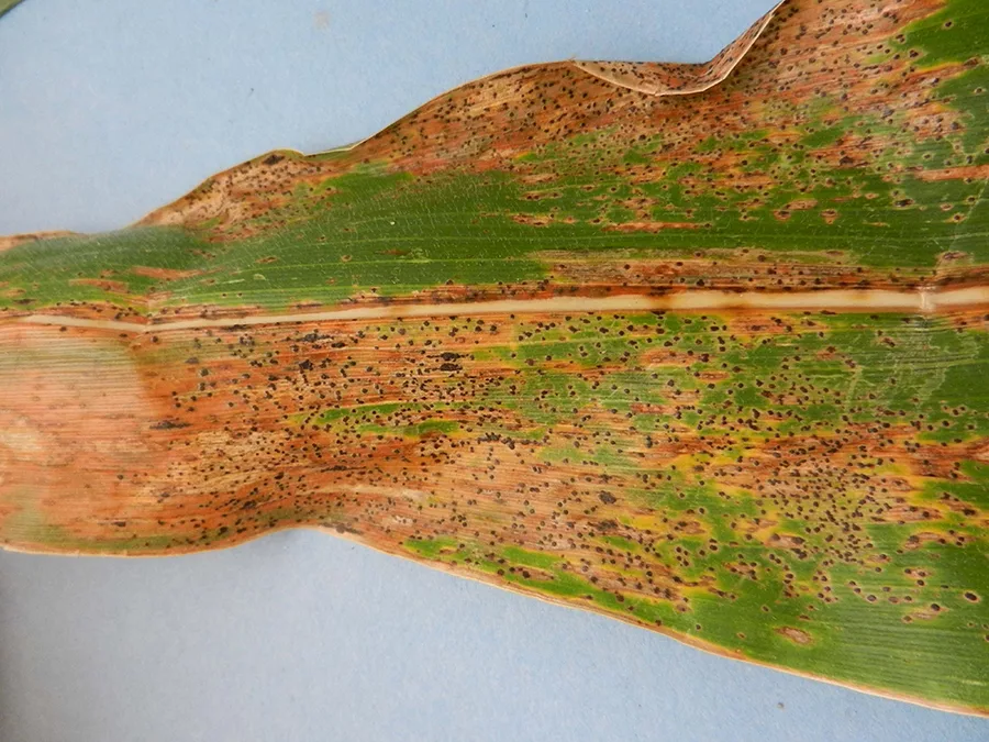 tar spot