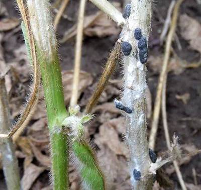 White Mold