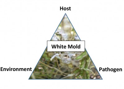 white mold