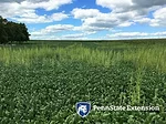 weeds in tracks