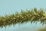 palmer amaranth