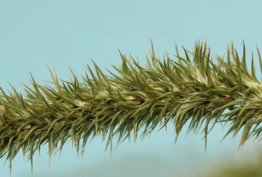 palmer amaranth