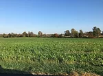 volunteer corn