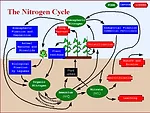 N cycle