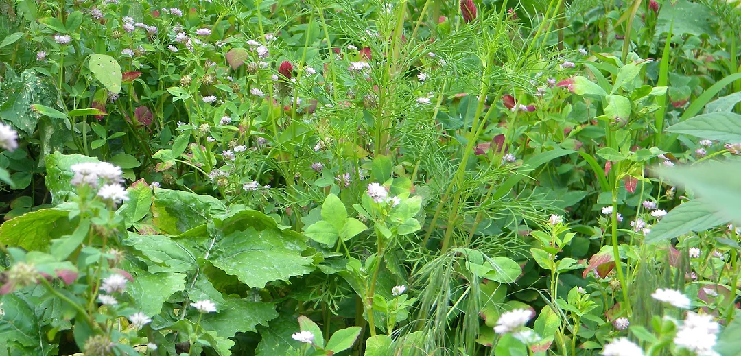 cover crops