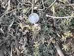 kochia fig 1